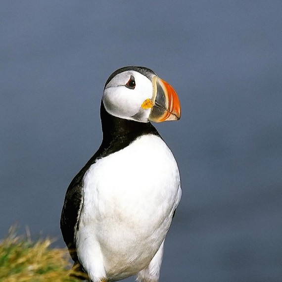 www.phototeam-nature.com-antognelli-iceland-islande-macareux-puffin