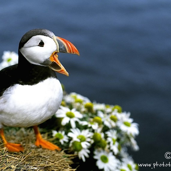 www.phototeam-nature.com-antognelli-iceland-islande-puffin-macareux