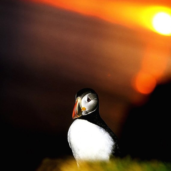 www.phototeam-nature.com-antognelli-iceland-islande-macareux-puffin