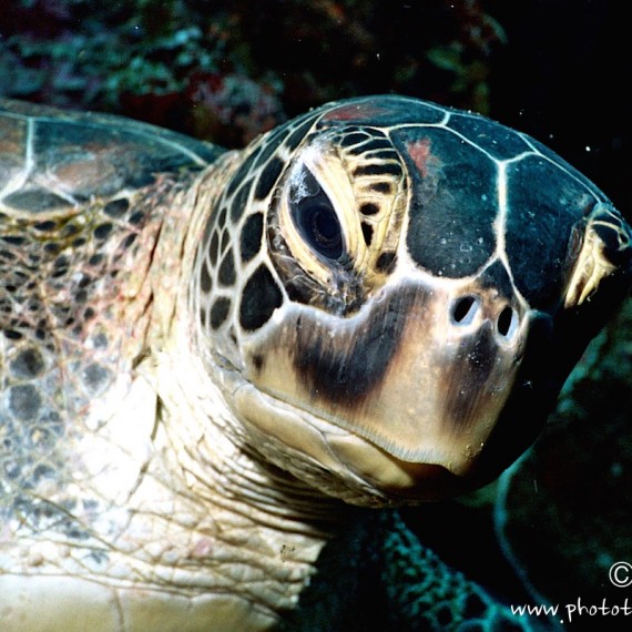 www.phototeam-nature.com-antognelli-indonesie-manado-tortue