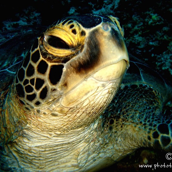 www.phototeam-nature.com-antognelli-indonesie-manado-tortue