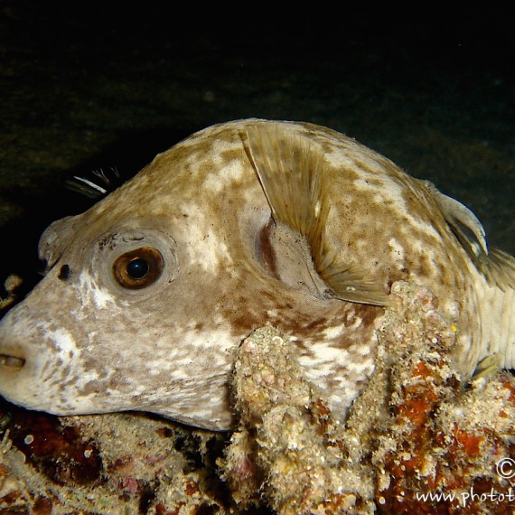 www.phototeam-nature.com-antognelli-mer rouge