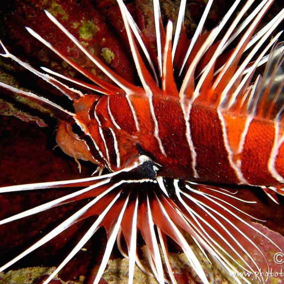 www.phototeam-nature.com-antognelli-mer rouge