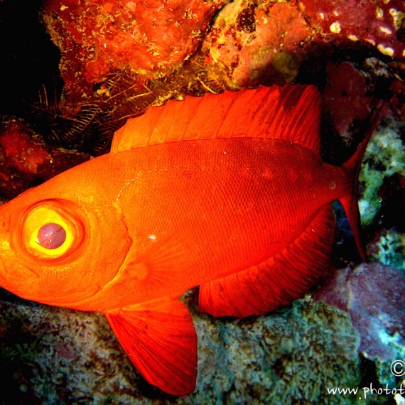 www.phototeam-nature.com-antognelli-mer rouge