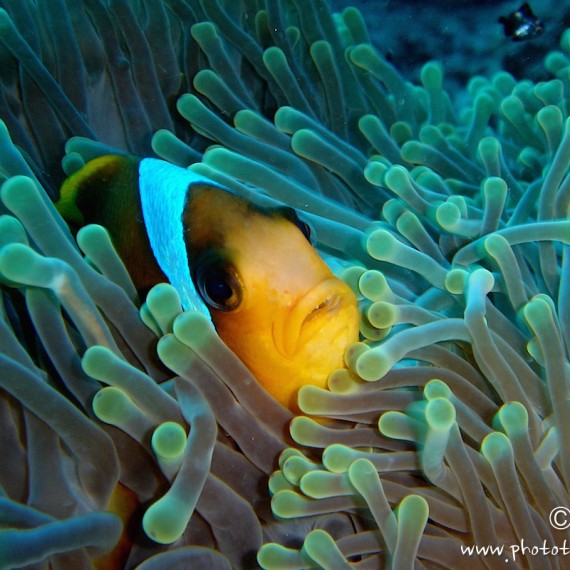 www.phototeam-nature.com-antognelli-mer rouge-poisson clown