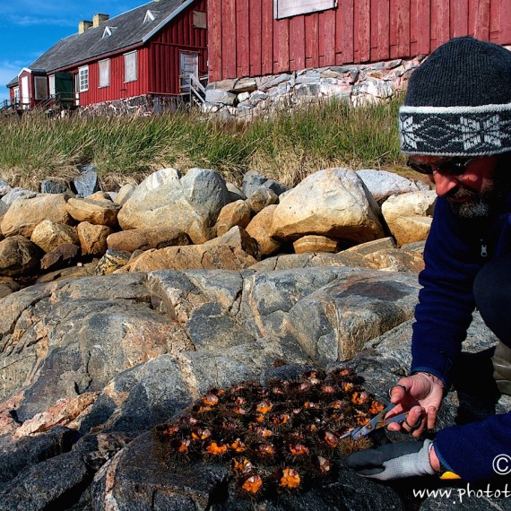 www.phototeam-nature.com-antognelli-groenland-greenland-expedition-kayak-oursins