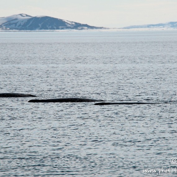 www.phototeam-nature.com-antognelli-groenland-greenland-narwhal-narval-chasse-hunting-kayak