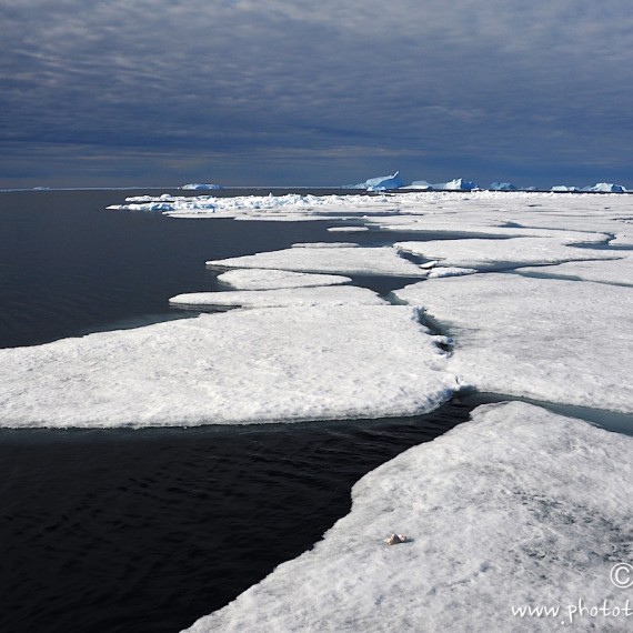 www.phototeam-nature.com-antognelli-groenland-greenland-narwhal-narval-chasse-hunting-kayak