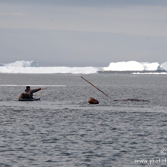 www.phototeam-nature.com-antognelli-groenland-greenland-narwhal-narval-chasse-hunting-kayak