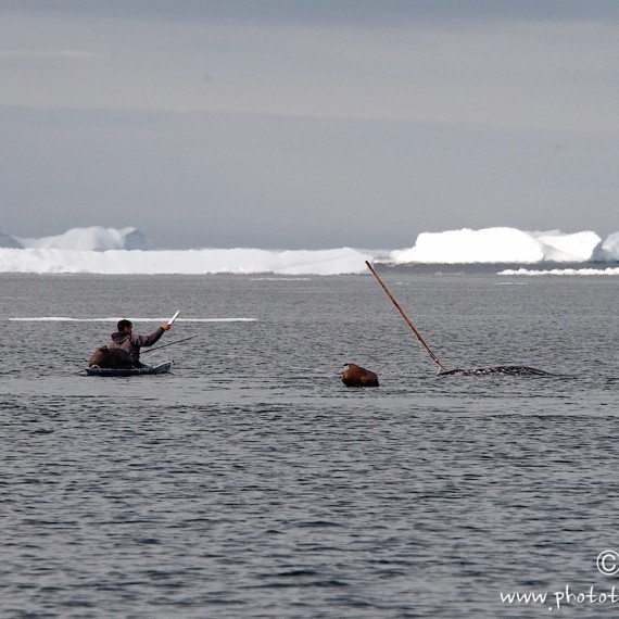 www.phototeam-nature.com-antognelli-groenland-greenland-narwhal-narval-chasse-hunting-kayak