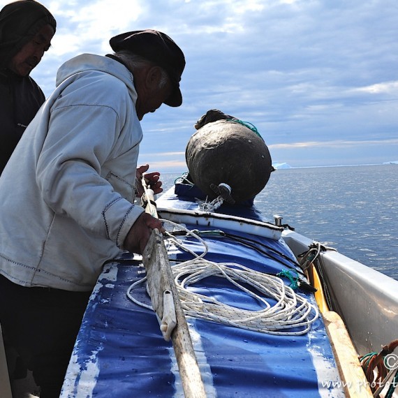 www.phototeam-nature.com-antognelli-groenland-greenland-narwhal-narval-chasse-hunting-kayak