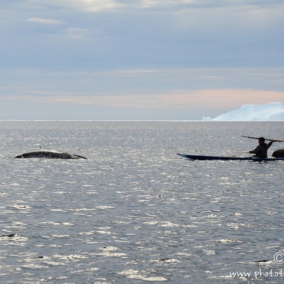 www.phototeam-nature.com-antognelli-groenland-greenland-narwhal-narval-chasse-hunting-kayak