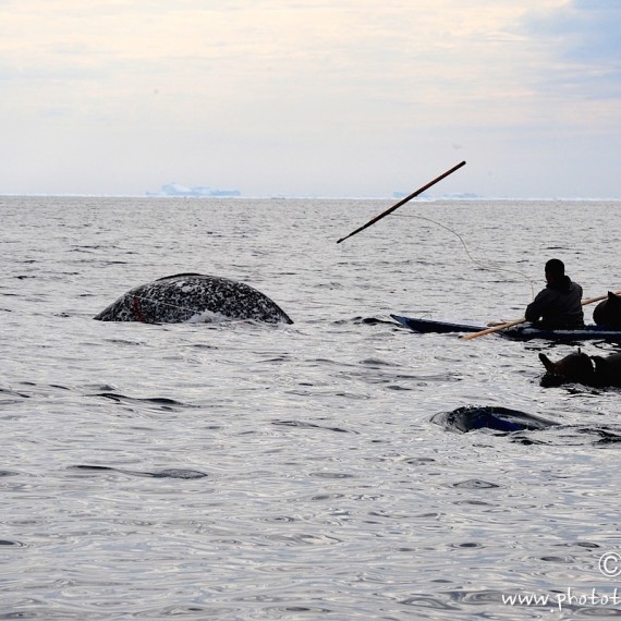 www.phototeam-nature.com-antognelli-groenland-greenland-narwhal-narval-chasse-hunting-kayak