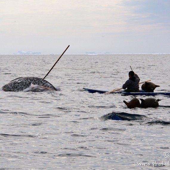 www.phototeam-nature.com-antognelli-groenland-greenland-narwhal-narval-chasse-hunting-kayak