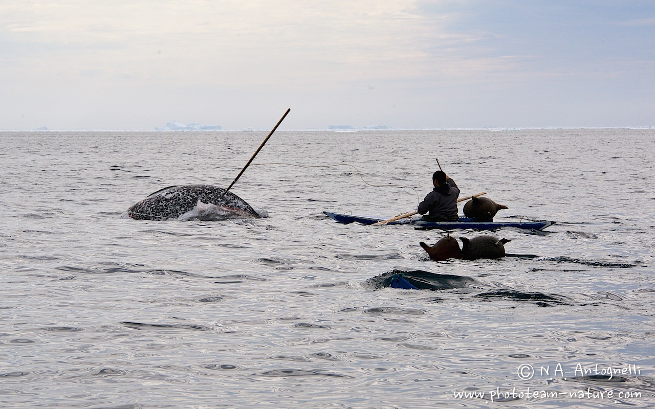 www.phototeam-nature.com-antognelli-groenland-greenland-narwhal-narval-chasse-hunting-kayak