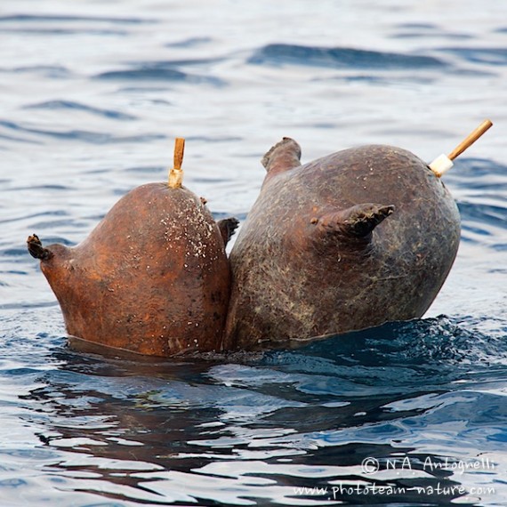 www.phototeam-nature.com-antognelli-groenland-greenland-narwhal-narval-chasse-hunting-kayak