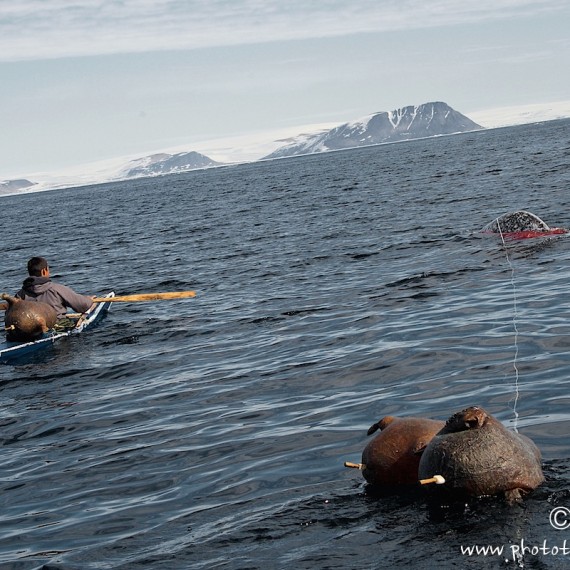 www.phototeam-nature.com-antognelli-groenland-greenland-narwhal-narval-chasse-hunting-kayak