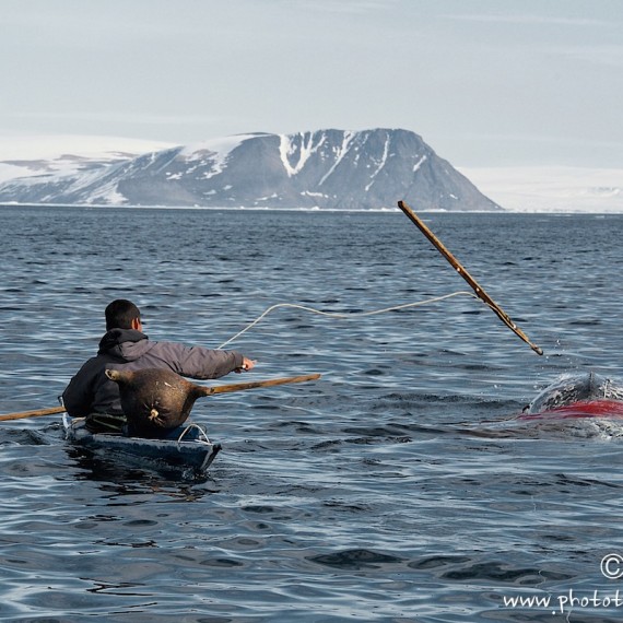 www.phototeam-nature.com-antognelli-groenland-greenland-narwhal-narval-chasse-hunting-kayak