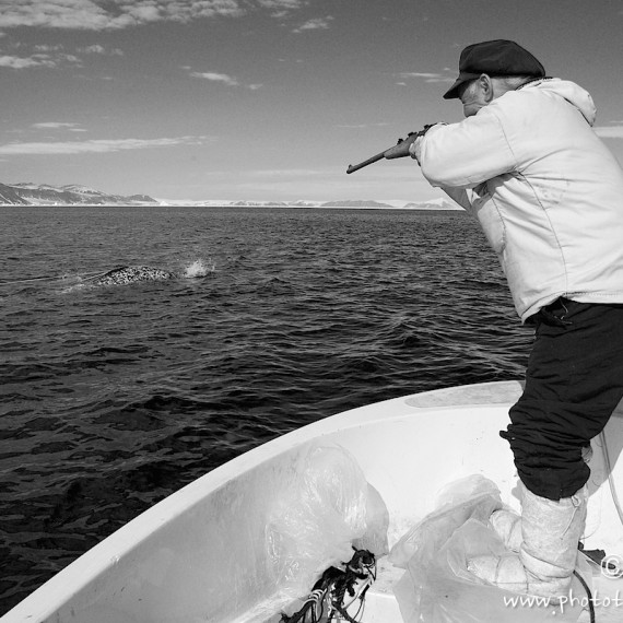 www.phototeam-nature.com-antognelli-groenland-greenland-narwhal-narval-chasse-hunting-kayak