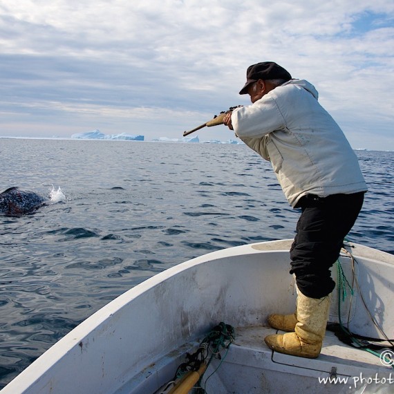 www.phototeam-nature.com-antognelli-groenland-greenland-narwhal-narval-chasse-hunting-kayak