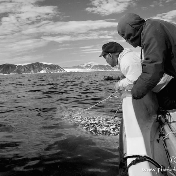 www.phototeam-nature.com-antognelli-groenland-greenland-narwhal-narval-chasse-hunting-kayak