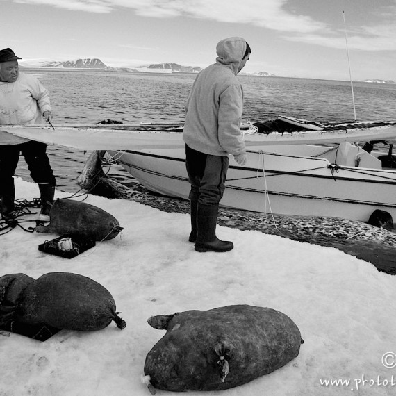 www.phototeam-nature.com-antognelli-groenland-greenland-narwhal-narval-chasse-hunting-kayak