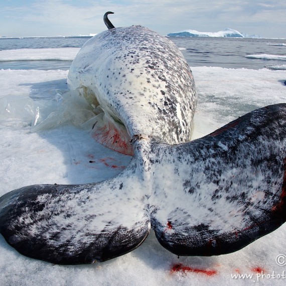 www.phototeam-nature.com-antognelli-groenland-greenland-narwhal-narval-chasse-hunting-kayak