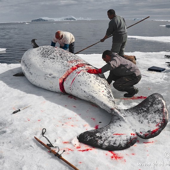 www.phototeam-nature.com-antognelli-groenland-greenland-narwhal-narval-chasse-hunting-kayak