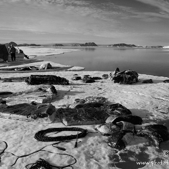 www.phototeam-nature.com-antognelli-groenland-greenland-narwhal-narval-chasse-hunting-kayak