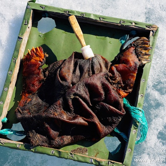 www.phototeam-nature.com-antognelli-groenland-greenland-narwhal-narval-chasse-hunting-kayak