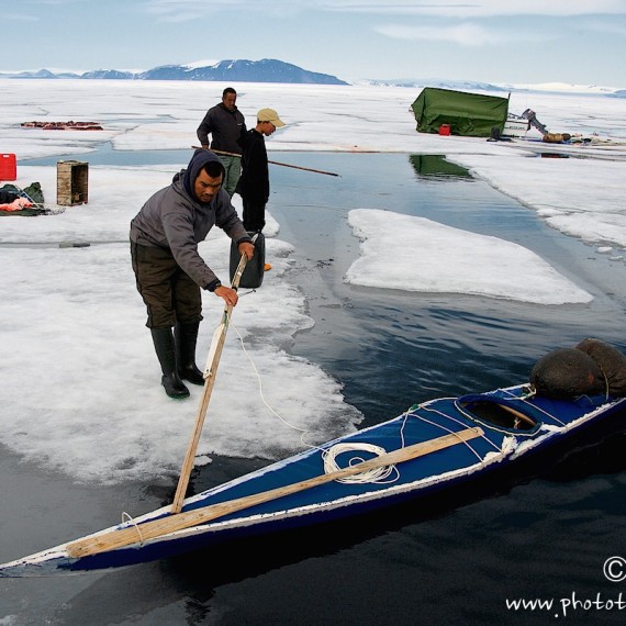 www.phototeam-nature.com-antognelli-groenland-greenland-narwhal-narval-chasse-hunting-kayak