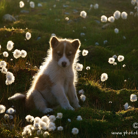 www.phototeam-nature.com-antognelli-greenland-dog