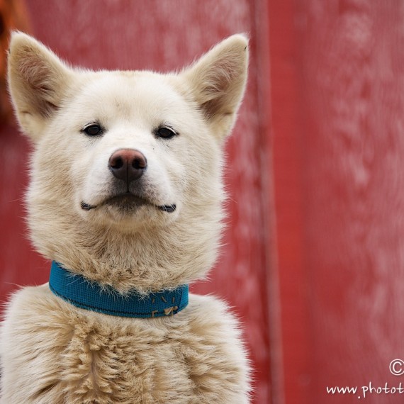 www.phototeam-nature.com-antognelli-greenland-dog