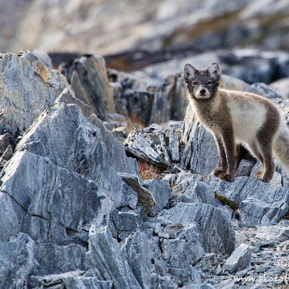 www.phototeam-nature.com-antognelli-greenland-expedition-kayak-fox