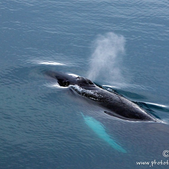 www.phototeam-nature.com-antognelli-greenland-baleine a bosses