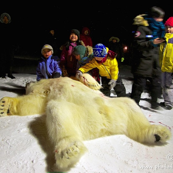 www.phototeam-nature.com-antognelli-groenland-greenland-nanoq-polar bear-ours polaire-hunting-chasse--savissivik