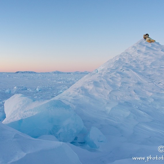 www.phototeam-nature.com-antognelli-groenland-greenland-nanoq-polar bear-ours polaire-hunting-chasse-traineau-chien-dog sleg-savissivik