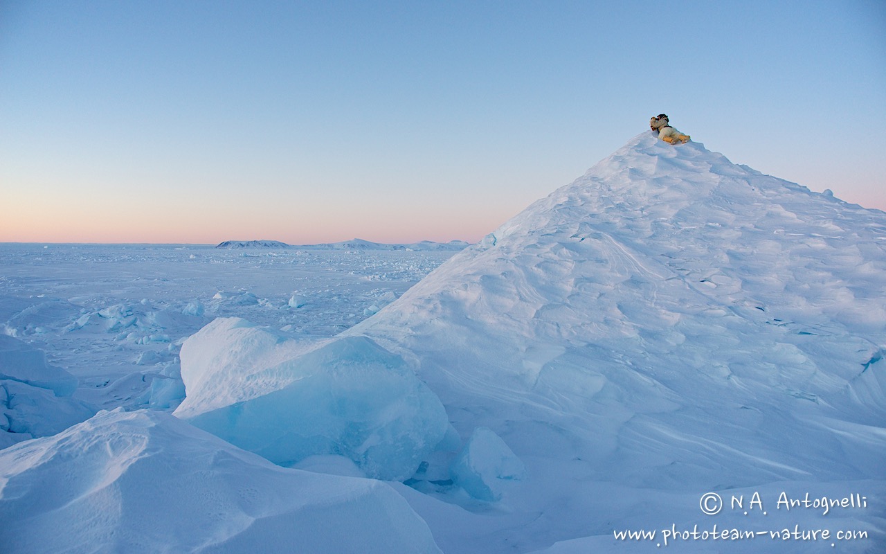 www.phototeam-nature.com-antognelli-groenland-greenland-nanoq-polar bear-ours polaire-hunting-chasse-traineau-chien-dog sleg-savissivik