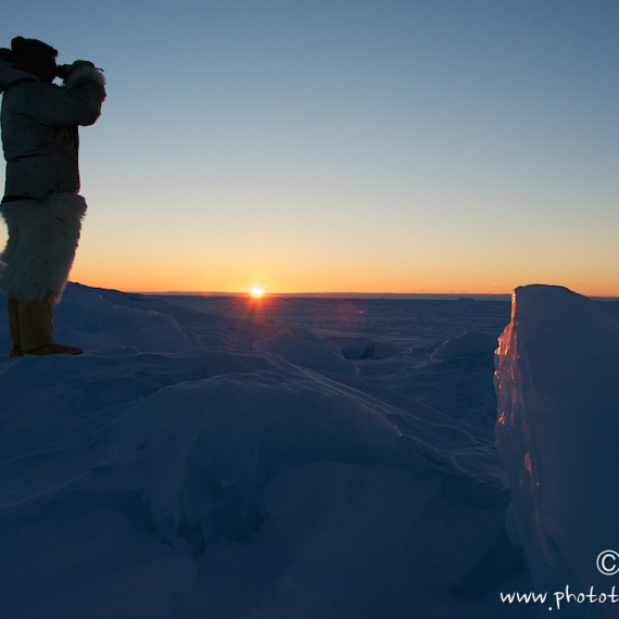 www.phototeam-nature.com-antognelli-groenland-greenland-nanoq-polar bear-ours polaire-hunting-chasse-traineau-chien-dog sleg-savissivik