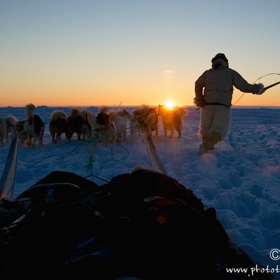 www.phototeam-nature.com-antognelli-groenland-greenland-nanoq-polar bear-ours polaire-hunting-chasse-traineau-chien-dog sleg-savissivik