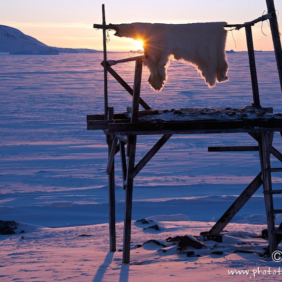 www.phototeam-nature.com-antognelli-groenland-greenland-nanoq-polar bear-ours polaire-hunting-chasse-traineau-chien-dog sleg-savissivik