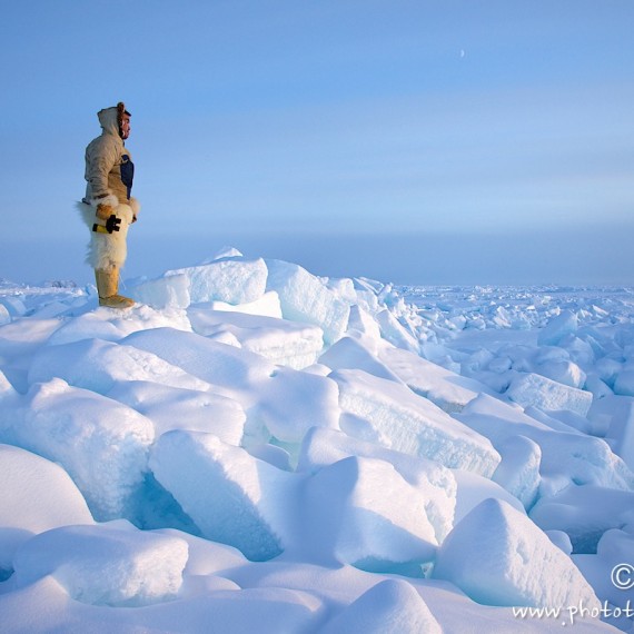 www.phototeam-nature.com-antognelli-groenland-greenland-nanoq-polar bear-ours polaire-hunting-chasse-traineau-chien-dog sleg-savissivik