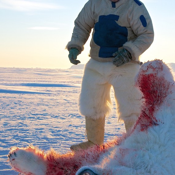 www.phototeam-nature.com-antognelli-groenland-greenland-nanoq-polar bear-ours polaire-hunting-chasse-traineau-chien-dog sleg-savissivik