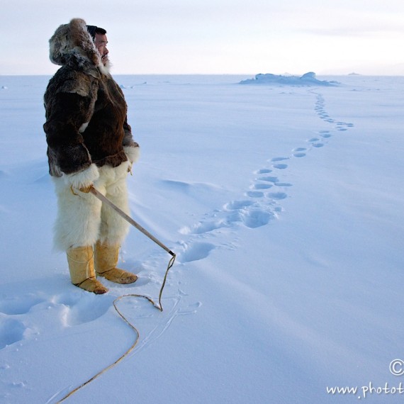 www.phototeam-nature.com-antognelli-groenland-greenland-nanoq-polar bear-ours polaire-hunting-chasse-traineau-chien-dog sleg-savissivik