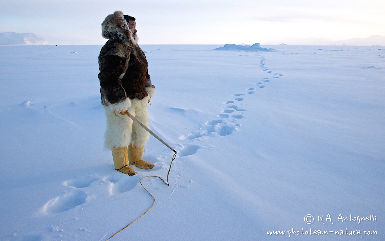 www.phototeam-nature.com-antognelli-groenland-greenland-nanoq-polar bear-ours polaire-hunting-chasse-traineau-chien-dog sleg-savissivik