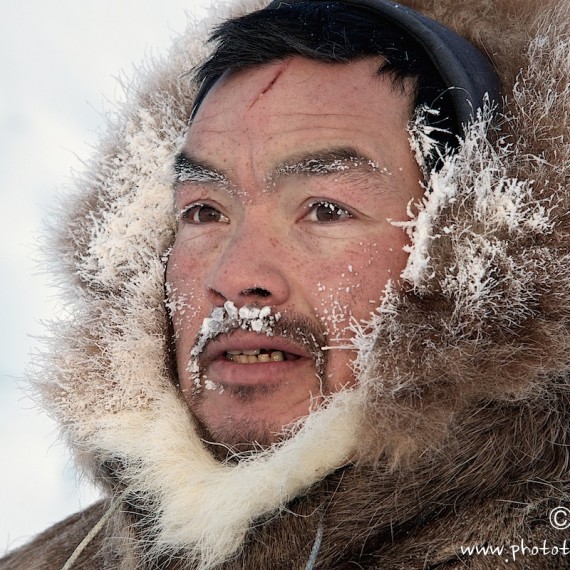 www.phototeam-nature.com-antognelli-groenland-greenland-nanoq-polar bear-ours polaire-hunting-chasse-traineau-chien-dog sleg-savissivik-olennguaq