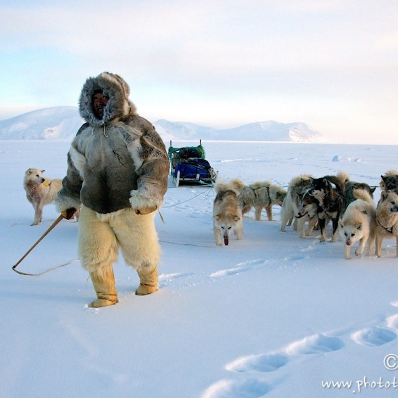 www.phototeam-nature.com-antognelli-groenland-greenland-nanoq-polar bear-ours polaire-hunting-chasse-traineau-chien-dog sleg-savissivik