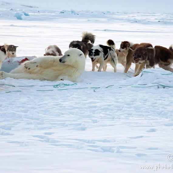 www.phototeam-nature.com-antognelli-groenland-greenland-nanoq-polar bear-ours polaire-hunting-chasse-traineau-chien-dog sleg-savissivik