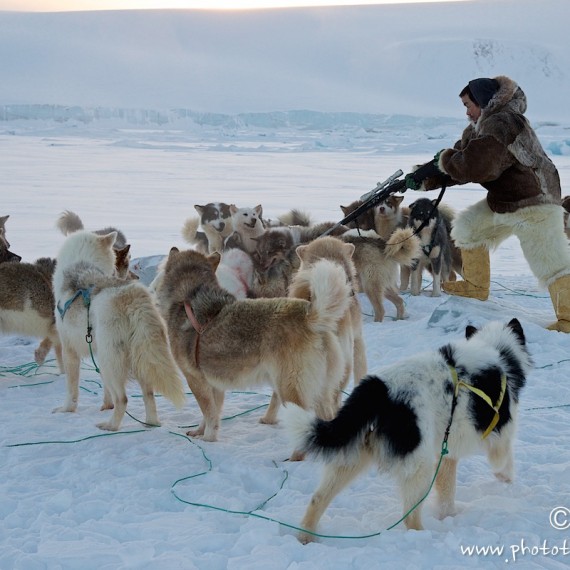 www.phototeam-nature.com-antognelli-groenland-greenland-nanoq-polar bear-ours polaire-hunting-chasse-traineau-chien-dog sleg-savissivik