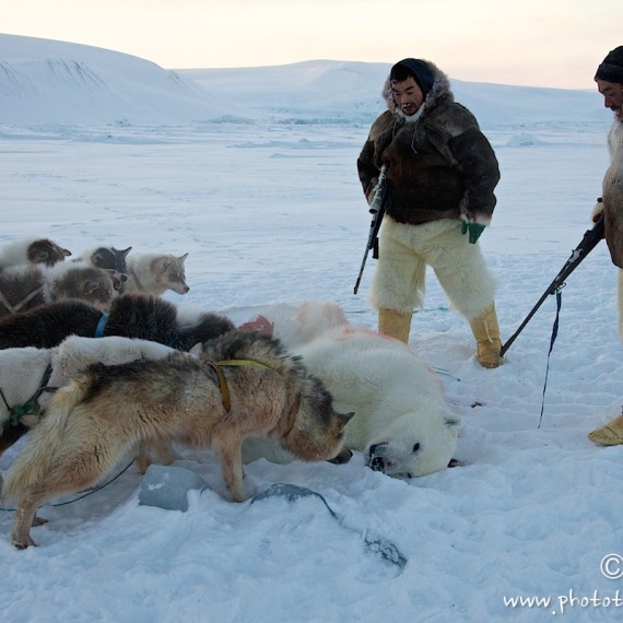 www.phototeam-nature.com-antognelli-groenland-greenland-nanoq-polar bear-ours polaire-hunting-chasse-traineau-chien-dog sleg-savissivik